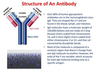 • Over 80% of human glycoprotein
antibodies are in the immunoglobulin class
IgG. They are shaped like a Y and are
found in the blood, lymph, and intestine.
• IgG molecules have a molecular weight of
150,000 Daltons and are made of 2 long
(heavy) chains coded from chromosome
14, and 2 short (light) chains coded from
either chromosome 2 or 22, and then all
connected by disulphide bonds.
• Most of the molecule is composed of a
constant region that doesn’t change from
one IgG molecule to another. However, the
ends of the Y are variable, which accounts
for each IgG molecule binding only to a
specific antigen.
Structure of An Antibody
 