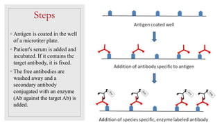 Steps
◦ Antigen is coated in the well
of a microtiter plate.
◦ Patient's serum is added and
incubated. If it contains the
target antibody, it is fixed.
◦ The free antibodies are
washed away and a
secondary antibody
conjugated with an enzyme
(Ab against the target Ab) is
added.
 