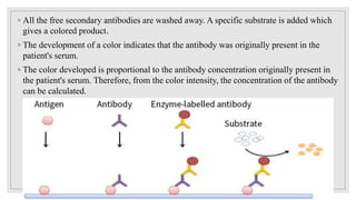 ◦ All the free secondary antibodies are washed away. A specific substrate is added which
gives a colored product.
◦ The development of a color indicates that the antibody was originally present in the
patient's serum.
◦ The color developed is proportional to the antibody concentration originally present in
the patient's serum. Therefore, from the color intensity, the concentration of the antibody
can be calculated.
 