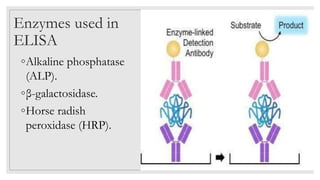 Enzymes used in
ELISA
◦Alkaline phosphatase
(ALP).
◦β-galactosidase.
◦Horse radish
peroxidase (HRP).
 