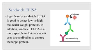 Sandwich ELISA
◦Significantly, sandwich ELISA
is good to detect low-to-high
molecular weight proteins. In
addition, sandwich ELISA is a
more specific technique since it
uses two antibodies to capture
the target protein.
 