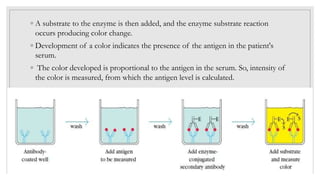 ◦ A substrate to the enzyme is then added, and the enzyme substrate reaction
occurs producing color change.
◦ Development of a color indicates the presence of the antigen in the patient's
serum.
◦ The color developed is proportional to the antigen in the serum. So, intensity of
the color is measured, from which the antigen level is calculated.
 