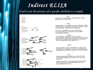 Indirect ELISA Used to test the presence of a specific antibody in a sample. 
