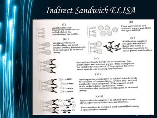 Indirect Sandwich ELISA 
