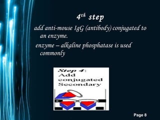 add anti-mouse IgG (antibody) conjugated to an enzyme.  enzyme – alkaline phosphatase is used commonly  4 th  step  
