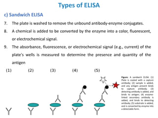 Types of ELISA
c) Sandwich ELISA
7. The plate is washed to remove the unbound antibody-enzyme conjugates.
8. A chemical is added to be converted by the enzyme into a color, fluorescent,
or electrochemical signal.
9. The absorbance, fluorescence, or electrochemical signal (e.g., current) of the
plate's wells is measured to determine the presence and quantity of the
antigen
Figure: A sandwich ELISA. (1)
Plate is coated with a capture
antibody; (2) sample is added,
and any antigen present binds
to capture antibody; (3)
detecting antibody is added, and
binds to antigen; (4) enzyme-
linked secondary antibody is
added, and binds to detecting
antibody; (5) substrate is added,
and is converted by enzyme into
a detectable form.
 
