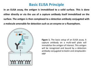 Basic ELISA Principle
In an ELISA assay, the antigen is immobilized to a solid surface. This is done
either directly or via the use of a capture antibody itself immobilized on the
surface. The antigen is then complexed to a detection antibody conjugated with
a molecule amenable for detection such as an enzyme or a fluorophore.
Figure 1. The basic setup of an ELISA assay. A
capture antibody on a multi-well plate will
immobilize the antigen of interest. This antigen
will be recognized and bound by a detection
antibody conjugated to biotin and streptavidin-
HRP
 