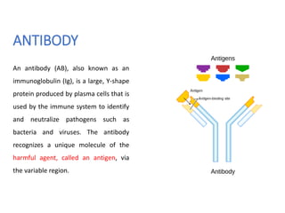 ANTIBODY
An antibody (AB), also known as an
immunoglobulin (Ig), is a large, Y-shape
protein produced by plasma cells that is
used by the immune system to identify
and neutralize pathogens such as
bacteria and viruses. The antibody
recognizes a unique molecule of the
harmful agent, called an antigen, via
the variable region.
 