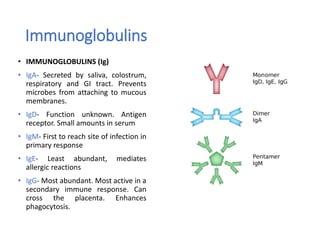 Immunoglobulins
• IMMUNOGLOBULINS (Ig)
• IgA- Secreted by saliva, colostrum,
respiratory and GI tract. Prevents
microbes from attaching to mucous
membranes.
• IgD- Function unknown. Antigen
receptor. Small amounts in serum
• IgM- First to reach site of infection in
primary response
• IgE- Least abundant, mediates
allergic reactions
• IgG- Most abundant. Most active in a
secondary immune response. Can
cross the placenta. Enhances
phagocytosis.
 