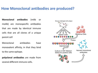 How Monoclonal antibodies are produced?
Monoclonal antibodies (mAb or
moAb) are monospecific antibodies
that are made by identical immune
cells that are all clones of a unique
parent cell
Monoclonal antibodies have
monovalent affinity, in that they bind
to the same epitope.
polyclonal antibodies are made from
several different immune cells.
 