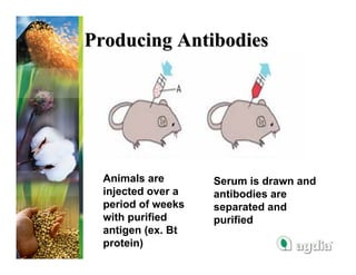 Producing Antibodies




  Animals are       Serum is drawn and
  injected over a   antibodies are
  period of weeks   separated and
  with purified     purified
  antigen (ex. Bt
  protein)
 