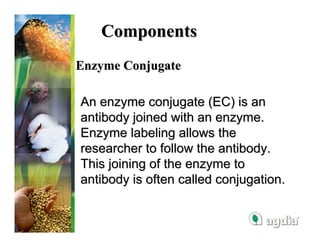 Components
Enzyme Conjugate

An enzyme conjugate (EC) is an
antibody joined with an enzyme.
Enzyme labeling allows the
researcher to follow the antibody.
This joining of the enzyme to
antibody is often called conjugation.
 