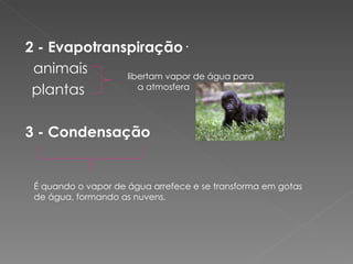 2 - Evapotranspiração · animais  plantas  3 - Condensação libertam vapor de água para a atmosfera É quando o vapor de água arrefece e se transforma em gotas de água, formando as nuvens. 