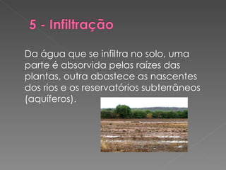 Da água que se infiltra no solo, uma parte é absorvida pelas raízes das plantas, outra abastece as nascentes dos rios e os reservatórios subterrâneos (aquíferos). 