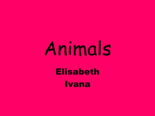 Animals 
Elisabeth 
Ivana 
 