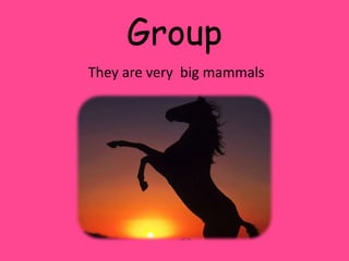 Group 
They are very big mammals 
 