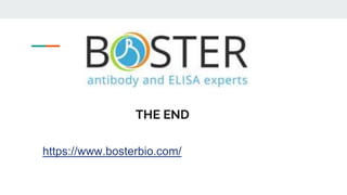 THE END
https://www.bosterbio.com/
 