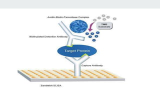 ELISA Principle, How it works | PPTX