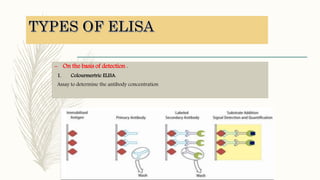 – On the basis of detection :
1. Colourmertric ELISA:
Assay to determine the antibody concentration
 