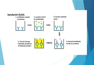 elisa & IF.pptx ELISA and immunofluorescence | PPTX