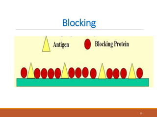 Blocking
Blocking is done after coating and it ensures no empty
spaces are left on the plate surface.
Blocking buffers are used to prevent non-specific
binding of proteins to the plate.
Optimal blocking buffer maximizes the signal to noise
ratio during estimation.
55
 