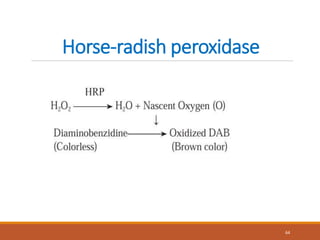 Horse-radish peroxidase
64
 