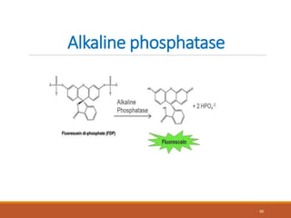 Alkaline phosphatase
66
 