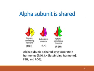 Alpha subunit is shared
72
Alpha subunit is shared by glycoprotein
hormones (TSH, LH [luteinizing hormone],
FSH, and hCG).
 