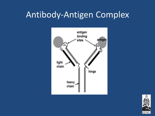 Antibody-Antigen Complex
 