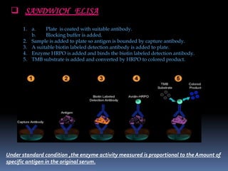 ELISA Powerpoint Presentation | PPTX