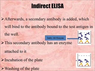 Indirect ELISA
Afterwards, a secondary antibody is added, which
will bind to the antibody bound to the test antigen in
the well.
This secondary antibody has an enzyme
attached to it
Incubation of the plate
Washing of the plate
2ndry Ab+Enzyme
 