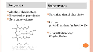  Alkaline phosphatase
 Horse radish peroxidase
 Beta galactosidase
 Paranitrophenyl phosphate
 Ortho-
phenyldiaminedihydrochloride
 Tetramethylbenzidine
Dihydrochloride
Enzymes Substrates
 