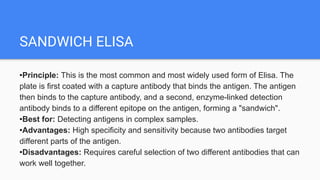 SANDWICH ELISA
•Principle: This is the most common and most widely used form of Elisa. The
plate is first coated with a capture antibody that binds the antigen. The antigen
then binds to the capture antibody, and a second, enzyme-linked detection
antibody binds to a different epitope on the antigen, forming a "sandwich".
•Best for: Detecting antigens in complex samples.
•Advantages: High specificity and sensitivity because two antibodies target
different parts of the antigen.
•Disadvantages: Requires careful selection of two different antibodies that can
work well together.
 