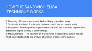 HOW THE SANDWICH ELISA
TECHNIQUE WORKS
6. Washing - Unbound enzyme-linked antibody is washed away.
7. Substrate Addition - A substrate that reacts with the enzyme is added.
8. Detection - The enzyme catalyses a reaction with the substrate to produce a
detectable signal, usually a color change.
9. Measurements - The intensity of the colour is measured by a plate reader,
which is proportional to the amount of antigen present in the sample.
 