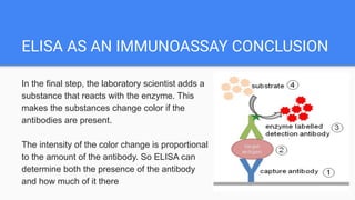 ELISA AS AN IMMUNOASSAY CONCLUSION
In the final step, the laboratory scientist adds a
substance that reacts with the enzyme. This
makes the substances change color if the
antibodies are present.
The intensity of the color change is proportional
to the amount of the antibody. So ELISA can
determine both the presence of the antibody
and how much of it there
 