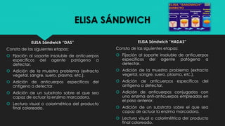 ELISA SÁNDWICH
ELISA Sándwich “DAS”
Consta de las siguientes etapas:
 Fijación al soporte insoluble de anticuerpos
específicos del agente patógeno a
detectar.
 Adición de la muestra problema (extracto
vegetal, sangre, suero, plasma, etc.).
 Adición de anticuerpos específicos del
antígeno a detectar.
 Adición de un substrato sobre el que sea
capaz de actuar la enzima marcadora.
 Lectura visual o colorimétrica del producto
final coloreado.
ELISA Sándwich “HADAS”
Consta de las siguientes etapas:
 Fijación al soporte insoluble de anticuerpos
específicos del agente patógeno a
detectar.
 Adición de la muestra problema (extracto
vegetal, sangre, suero, plasma, etc.).
 Adición de anticuerpos específicos del
antígeno a detectar.
 Adición de anticuerpos conjugados con
una enzima anti-anticuerpos empleados en
el paso anterior.
 Adición de un substrato sobre el que sea
capaz de actuar la enzima marcadora.
 Lectura visual o colorimétrica del producto
final coloreado.
 