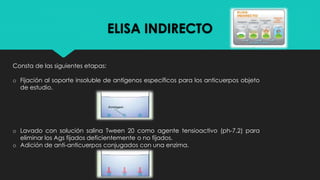 ELISA INDIRECTO
Consta de las siguientes etapas:
o Fijación al soporte insoluble de antígenos específicos para los anticuerpos objeto
de estudio.
o Lavado con solución salina Tween 20 como agente tensioactivo (ph-7,2) para
eliminar los Ags fijados deficientemente o no fijados.
o Adición de anti-anticuerpos conjugados con una enzima.
 