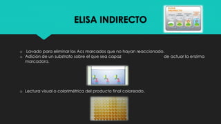 ELISA INDIRECTO
o Lavado para eliminar los Acs marcados que no hayan reaccionado.
o Adición de un substrato sobre el que sea capaz de actuar la enzima
marcadora.
o Lectura visual o colorimétrica del producto final coloreado.
 