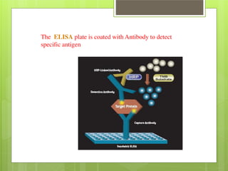 The ELISA plate is coated with Antibody to detect 
specific antigen 
 