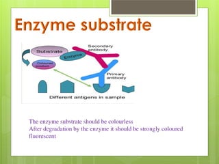The enzyme substrate should be colourless 
After degradation by the enzyme it should be strongly coloured 
fluorescent 
 
