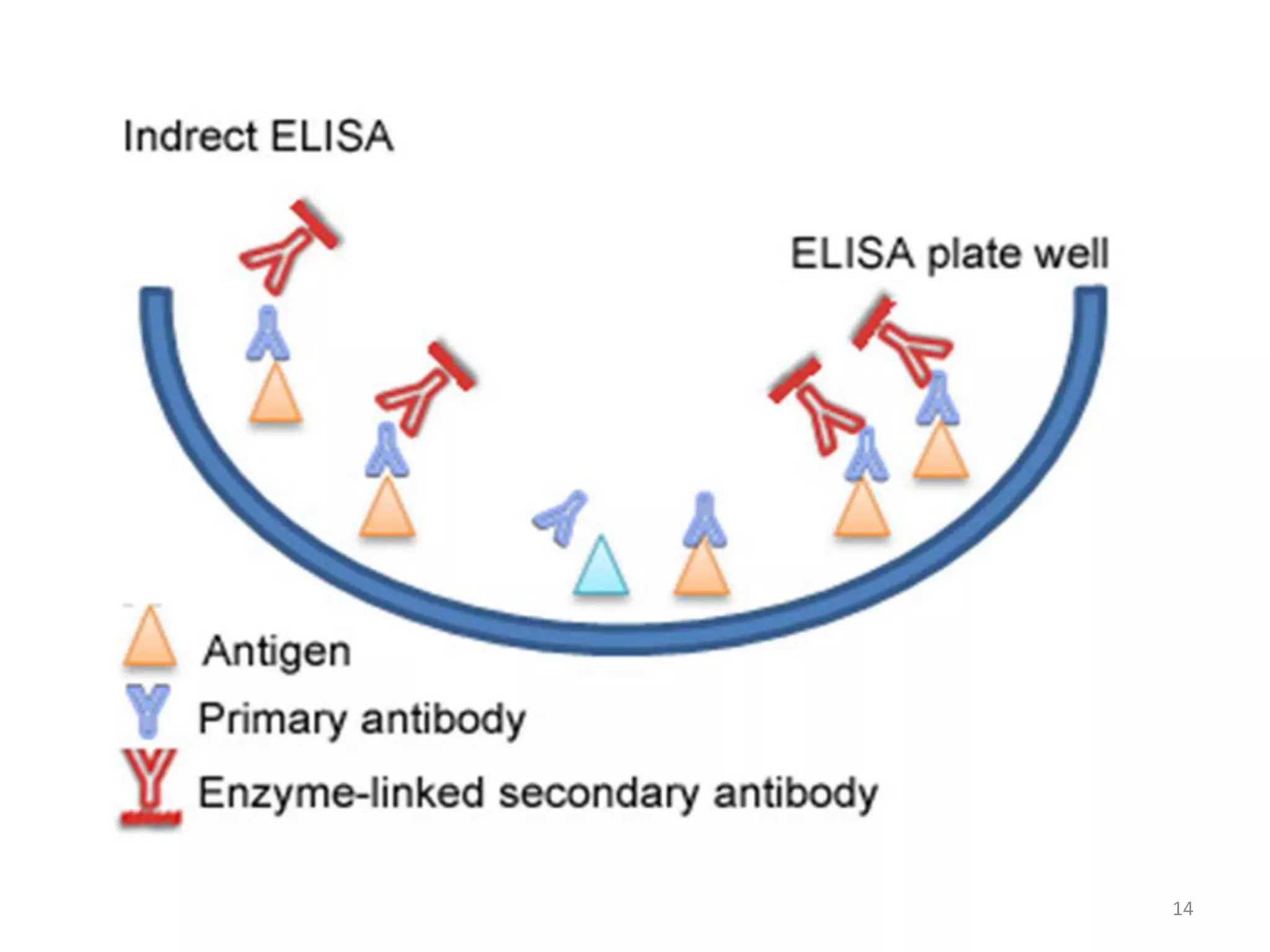 immunological assays - ELISA and RIA | PPTX