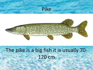 Pike
The pike is a big fish it is usually 70-
120 cm
 