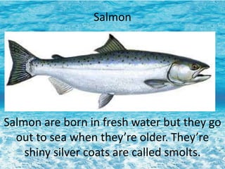 Salmon
Salmon are born in fresh water but they go
out to sea when they’re older. They’re
shiny silver coats are called smolts.
 