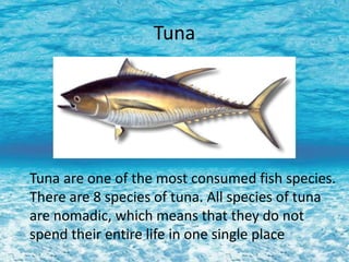 Tuna
Tuna are one of the most consumed fish species.
There are 8 species of tuna. All species of tuna
are nomadic, which means that they do not
spend their entire life in one single place
 