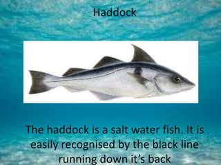 Haddock
The haddock is a salt water fish. It is
easily recognised by the black line
running down it’s back
 