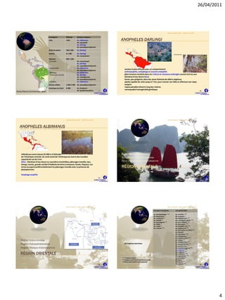 26/04/2011




                                                          Atelier Paludisme 2011   ELISSA mars 2011                                                                    Atelier Paludisme 2011    ELISSA mars 2011


                                    Ecorégions            Altitude        Vecteurs majeurs
                                    Côte                  <550            An. albimanus                    ANOPHELES DARLINGI
                                                                          An. aquasalis
                                                                          An. darlingi
                                                                          An. pseudopunctipennis
                                    Forêt de plaine       100 à 500       An. darlingi
                                    Savane                0-1 200         An. darlingi                                                                                          Forêt détruite
                                                                          An. nuneztovari
                                    Piémont               200-1 500
                                    -Est andin                            An. nuneztovari
                                                                          An. darlingi
                                                                          An . pseudopunctipennis
                                    -Ouest andin                          An. albimanus
                                                                                                              vecteur le plus efficace avec un comportement
                                                                          An. pseudopunctipennis
                                    - Mexique                             An. albimanus                       anthropophile, endophage et souvent endophile
                                      Amérique centrale                   An. darlingi                        gîtes larvaires localisés dans les rivières et ruisseaux ombragés courant lent ou aux
                                                                          An. vestitipennis                   étendues d'eau douce (lacs)
                                                                          An. pseudopunctipennis              larves, peu grégaires, dans des amas flottants de débris végétaux
                                    - Caraibes                            An. albimanus                       adulte capable de voler jusqu'à 7 km, pour trouver son hôte et effectuer son repas
                                    Hautes vallées        1 500-3 200 An. pseudopunctipennis                  sanguin.
                                                                                                              risque paludéen élevé le long des rivières
                                    Amérique du Nord      0-500           An. freeborni
                                                                          An. quadrimaculatus
                                                                                                              remarquable homogénéité génétique
                                                                                                      19                                                                                                            20
Rubio-Palis et Zimmerman, 1997




                                                          Atelier Paludisme 2011   ELISSA mars 2011                                                                    Atelier Paludisme 2011    ELISSA mars 2011




   ANOPHELES ALBIMANUS




    inféodé aux zones basses (0-400 m d'altitude)                                                          Sous région Indochinoise
    de I'Amérique centrale, du nord-ouest de l'Amérique du Sud et des Caraibes                             Sous région Indopakistanaise
    capacité de vol de 3 km
    Gites : étendues d'eau douce ou saumâtre ensoleillées, pâturages inondés, lacs,                        Sous région Malayo-indonésienne
    étangs, marais, grande variété d'habitats larvaires (ruisseaux, fossés, flaques). Les
    larves occupent préférentiellement les pâturages inondés avec la présence de                           RÉGION ORIENTALE
    phytoplancton

    Exophage zoophile
                                                                                                      21                                                                                                            22




                                                          Atelier Paludisme 2011   ELISSA mars 2011                                                                    Atelier Paludisme 2011    ELISSA mars 2011

                                                                                                                                                     Sous genre Anopheles          Sous genre Cellia

                                                                                                                                                     An. antropophagus ***         An. aconitus ***
                                                                                                                                                     An. barbirostris *            An. annularis *
                                                                                                                                                     An. campestris *              An. balabacensis ***
                                                                                                                                                     An. donaldi *                 An. culicifacies ABCDE ***
                                                                                                                                                     An. kunmigensis **            An. dirus ABCDE***
                                                                                                                                                     An. letifer *                 An. flavirostris ***
                                                                                                                                                     An. nimpe *                   An. fluviatilis STU ***
                                                                                                                                                     An. sinensis ***              An. jeyporiensis **
                                                                                                                                                                                   An. leurosphryrus A & B ***
                                                                                                                                                                                   An. litoralis*
                                                                                                                                                                                   An. maculatus ***
                                                                                                                                                                                   An. mangyanus *
                                                                                                                                                                                   An. minimus A & C ***
   Région Indochinoise                                                                                                                                                             An. nivipes **
                                                                                                                                                                                   An. philippinensis **
   Région Indopakistanaise                                                                                    34 espèces vectrices                                                 An. pseudowillmori **
                                                                                                                                                                                   An. pulcherrimus *
   Région Malayo-indonésienne                                                                                                                                                      An. sawadwongporni **
                                                                                                                                                                                   An. stephensi ***

   RÉGION ORIENTALE
                                                                                                                                                                                   An. subpictus **
                                                                                                                                                                                   An. sundaicus ***
                                                                                                                                                                                   An. superpictus ***
                                                                                                           *** Vecteur majeur                                                      An. tesselatus *
                                                                                                           ** Vecteur confirmé d'importance locale                                 An. vagus *
                                                                                                           * Vecteur secondaire ou soupçonné                                       An. varuna *
                                                                                                                                                                                   An. willmori **
                                                                                                      23                                                                                                            24




                                                                                                                                                                                                                            4
 