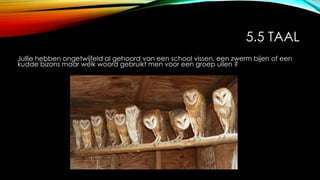 5.5 TAAL
Jullie hebben ongetwijfeld al gehoord van een school vissen, een zwerm bijen of een
kudde bizons maar welk woord gebruikt men voor een groep uilen ?
 