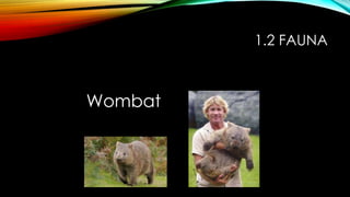 1.2 FAUNA
Wombat
 