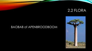 2.2 FLORA
BAOBAB of APENBROODBOOM
 