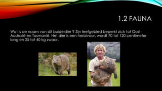 1.2 FAUNA
Wat is de naam van dit buideldier ? Zijn leefgebied beperkt zich tot Oost-
Australië en Tasmanië. Het dier is een herbivoor, wordt 70 tot 120 centimeter
lang en 25 tot 40 kg zwaar.
 